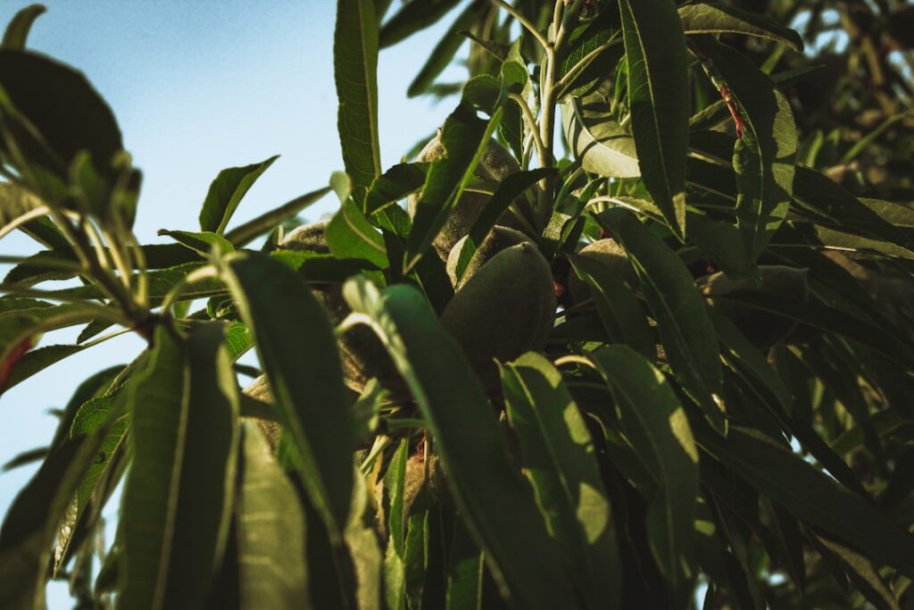 Cum să îți alegi plantele de grădină în funcție de sezon