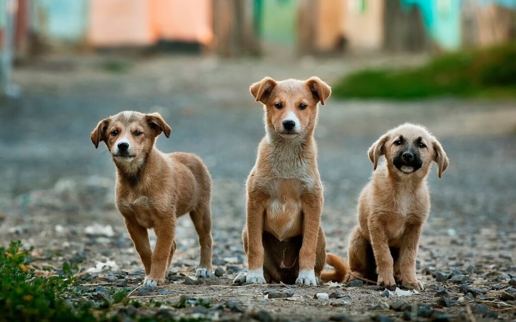 Cele mai bune sfaturi pentru a călători cu animalele de companie