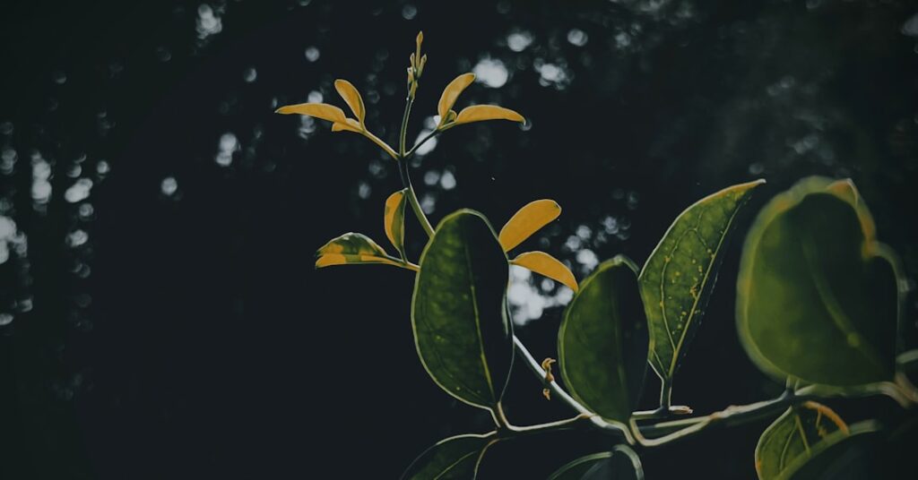 De Vizitat În Brăila – Ce Merită