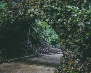 Grădinile ascunse dintre betoane: Oaze de verdeață în curți interioare